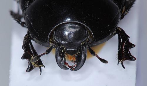 Pachylister inaequalis